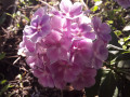 upload_img1