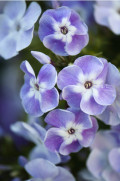 upload_img1