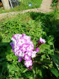 upload_img1