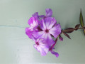 upload_img1