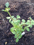 upload_img1