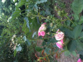 upload_img1