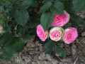 upload_img1