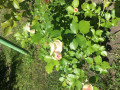 upload_img1