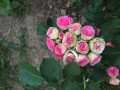 upload_img1