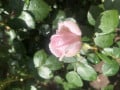 upload_img1