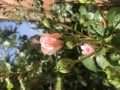upload_img1