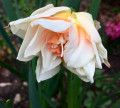 upload_img1