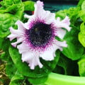 upload_img1