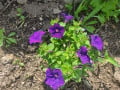 upload_img1