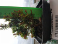 upload_img1