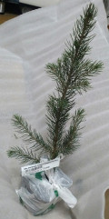 upload_img1