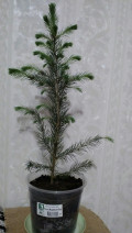 upload_img1
