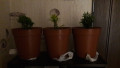 upload_img1