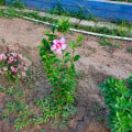 upload_img1