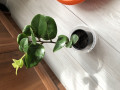 upload_img1