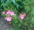 upload_img1