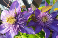upload_img1