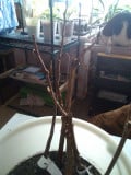 upload_img1