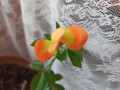 upload_img1