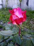 upload_img1