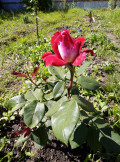 upload_img1