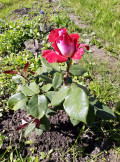upload_img1