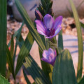 upload_img1