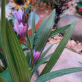 upload_img1