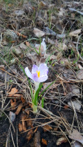 upload_img1