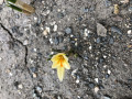 upload_img1