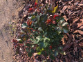 upload_img1