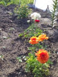 upload_img1