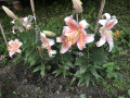 upload_img1