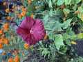 upload_img1