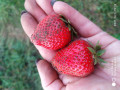 upload_img1