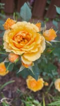 upload_img1