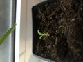 upload_img1