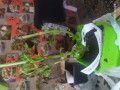 upload_img1