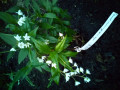 upload_img1