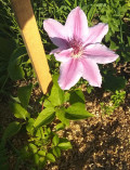 upload_img1