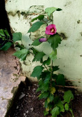 upload_img1