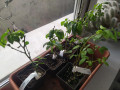 upload_img1