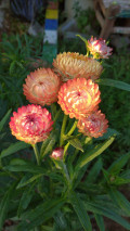 upload_img1