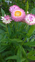 upload_img1