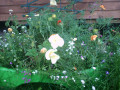 upload_img1