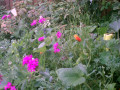 upload_img1