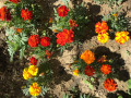 upload_img1