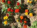 upload_img1