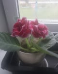upload_img1